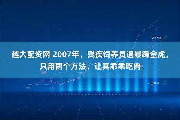 越大配资网 2007年,残疾饲养员遇暴躁金虎,只用两个方法,让其乖乖吃肉